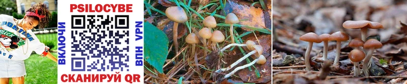 купить наркоту  Алексин  Псилоцибиновые грибы Psilocybine cubensis 